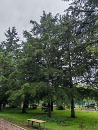 Hesperocyparis lusitanica image